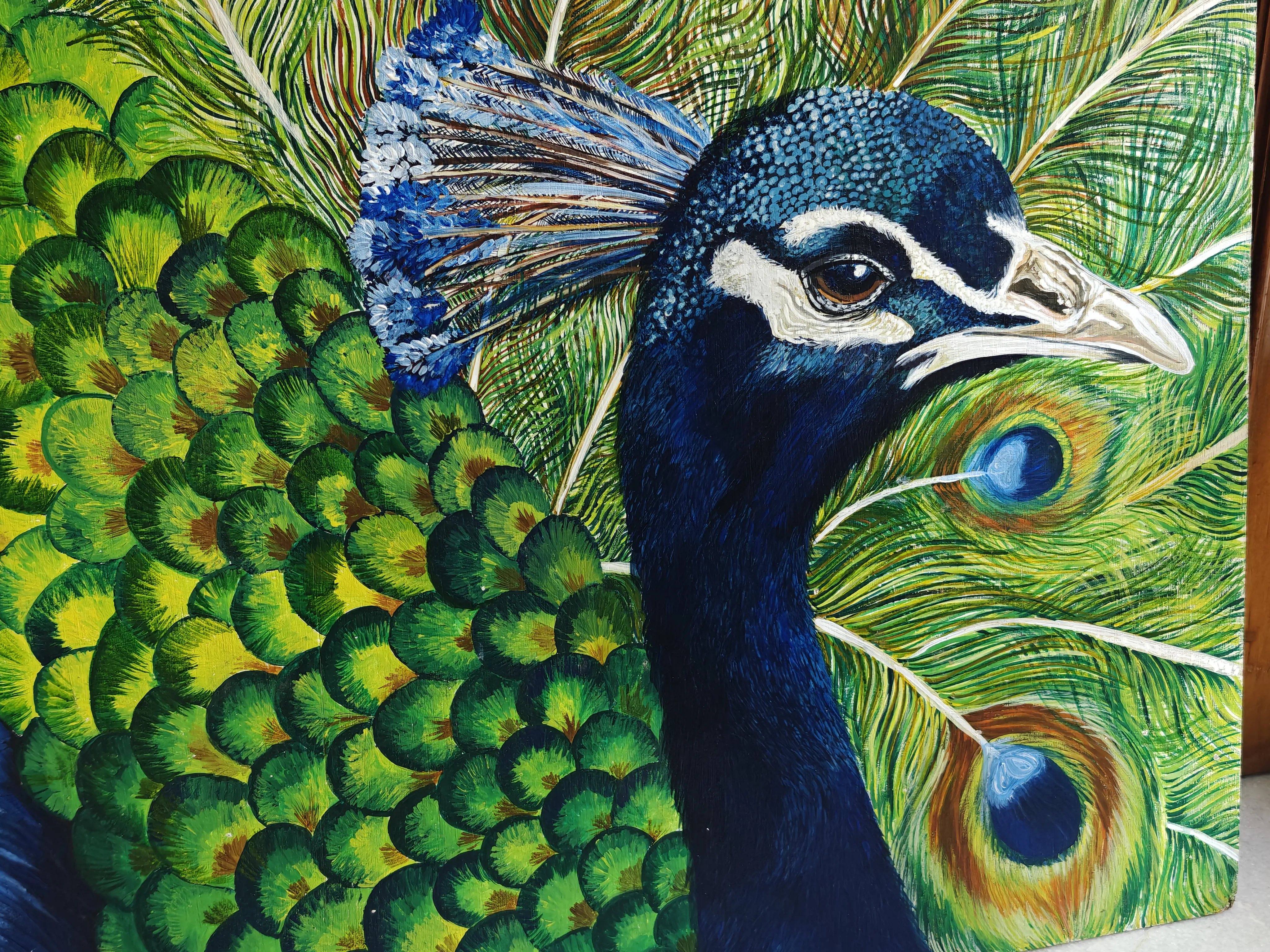 Majestic Peacock - View 2
